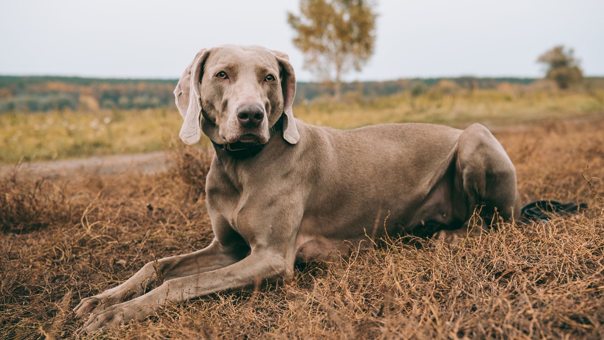 Dog lying on a grassy field with trees in the background