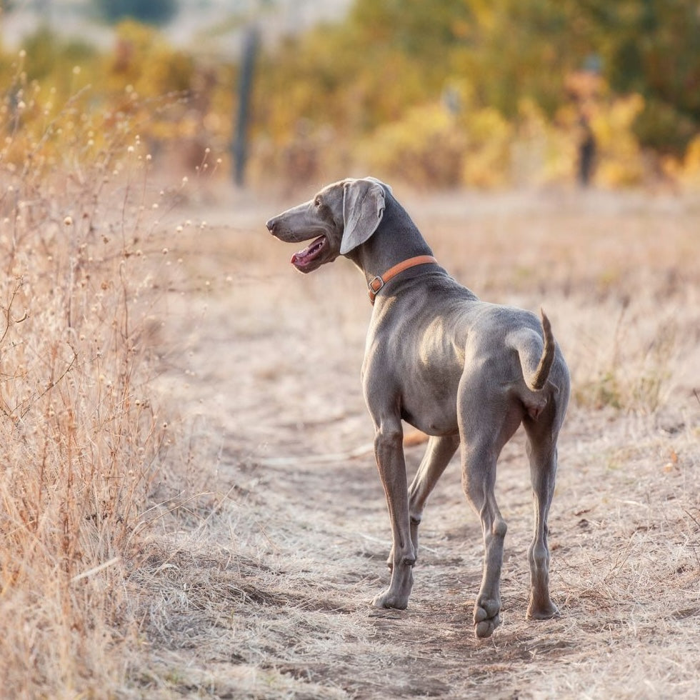 weimaraner dog in field