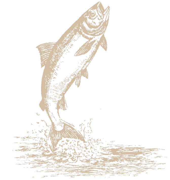 Furry Republic fish illustration
