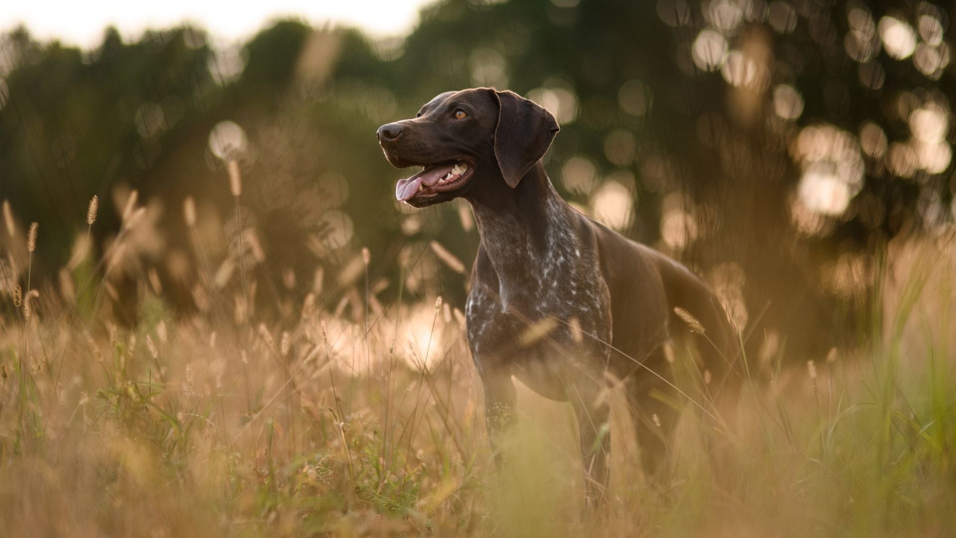 German shorthaired pointer banner